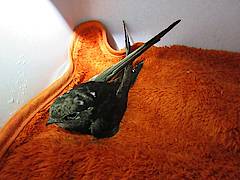 Sartorius