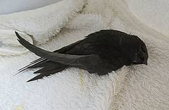 Kjertan †