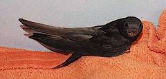Priya