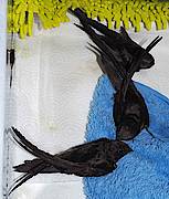 Grenouille, Marlin et Pignon