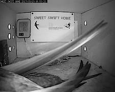 Sweet Swift Home